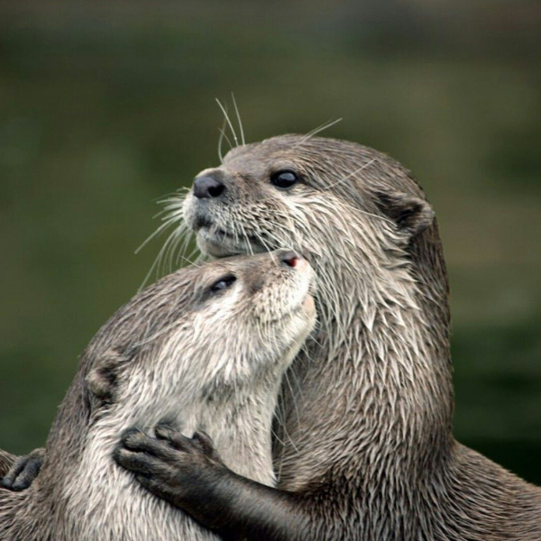 Otters hug de Ughwwwards